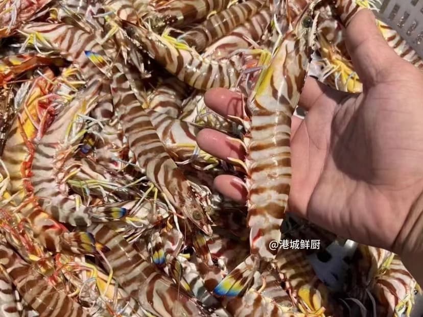 港城鲜时令海鲜野生斑节虾（花虾）