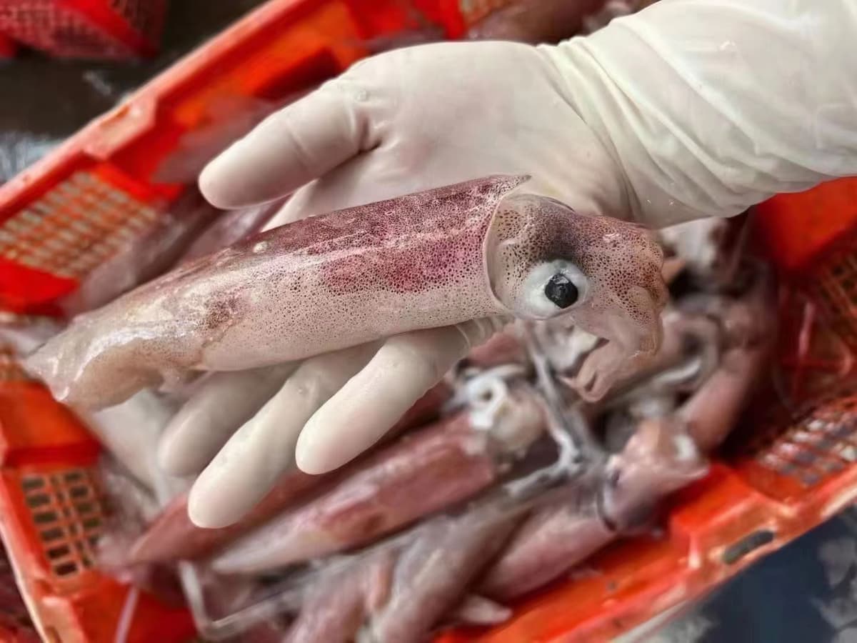 港城鲜特色小海鲜鱿鱼
